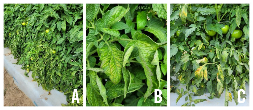 Tomato plants infected with ToCV show yellowing leaves, yellowing between the veins on leaves, and wilting across the entire plant.