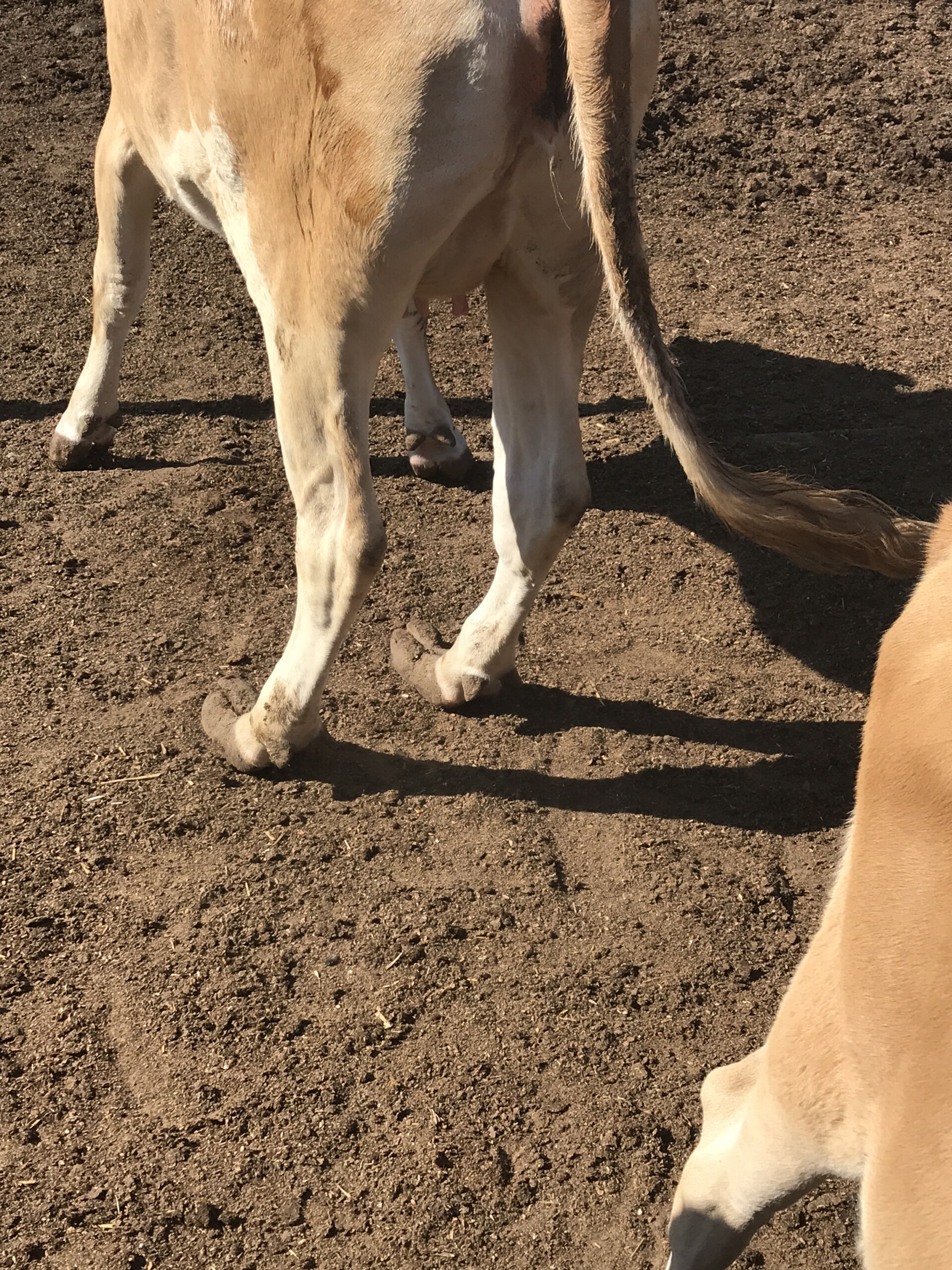 Cow with increased keratogenesis causing long hooves