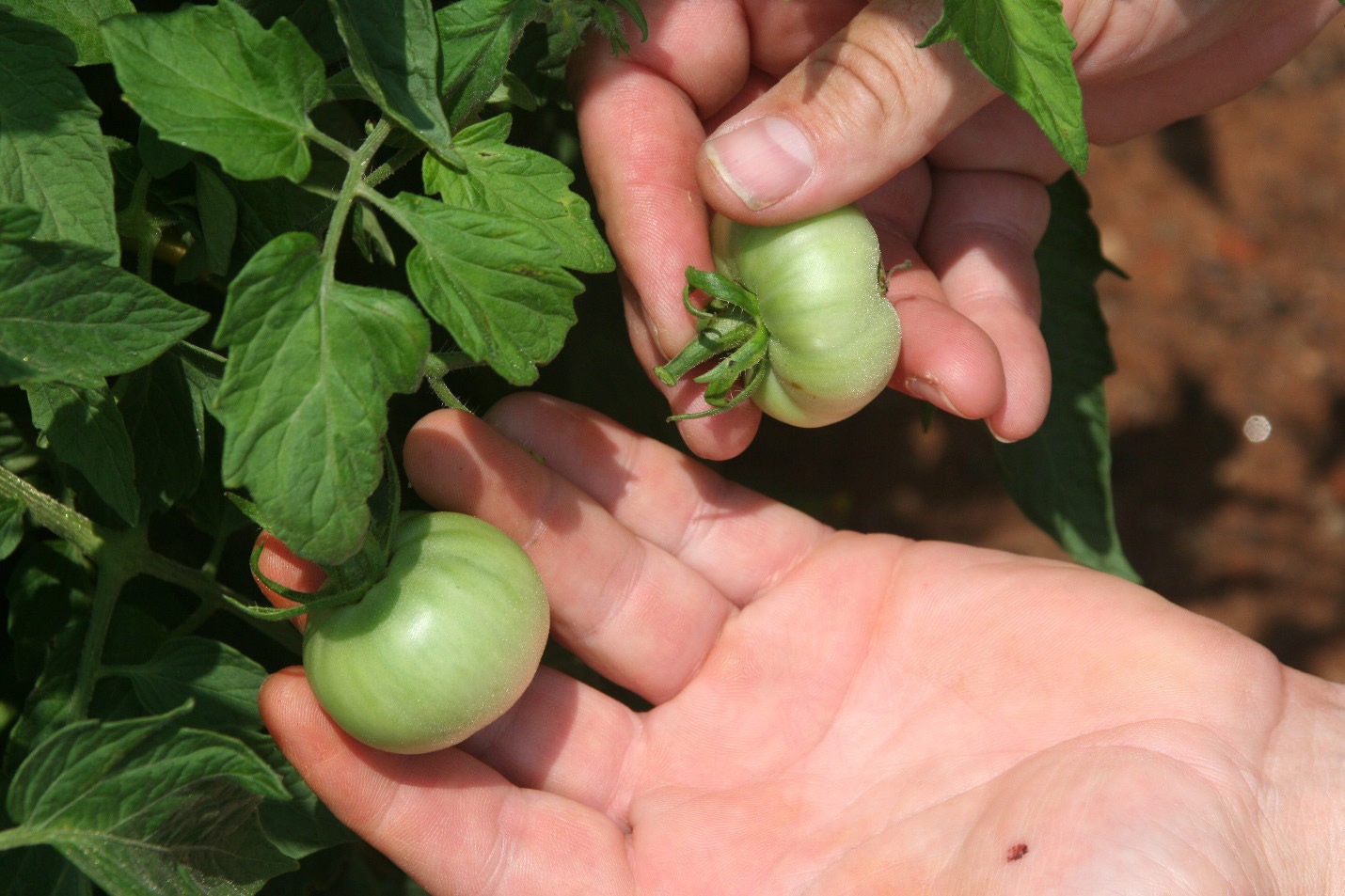 Tomato fruit thinning