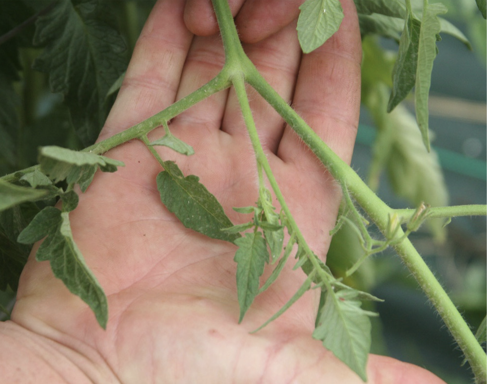 Tomato plant with sucker shoots removed
