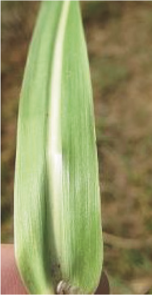 Johnsongrass leaf