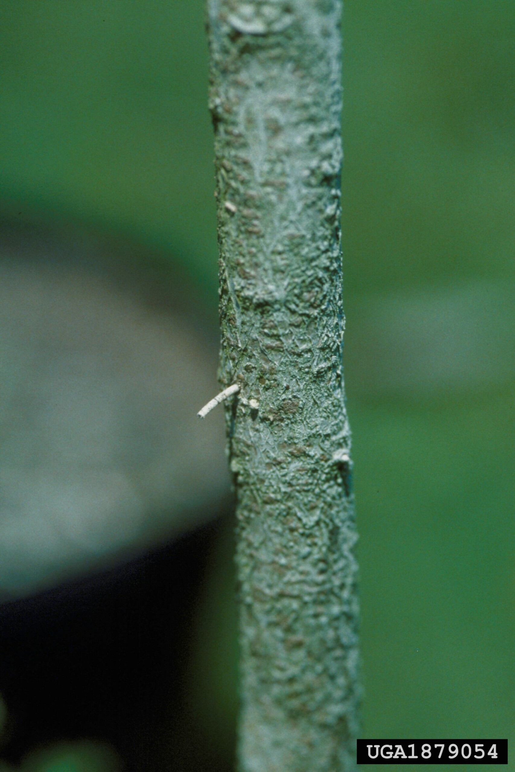 Tree trunk with a sawdust "toothpick" sticking out