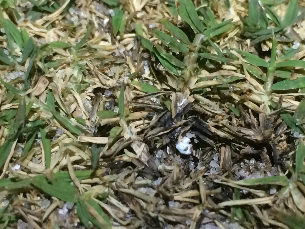 Dying grass