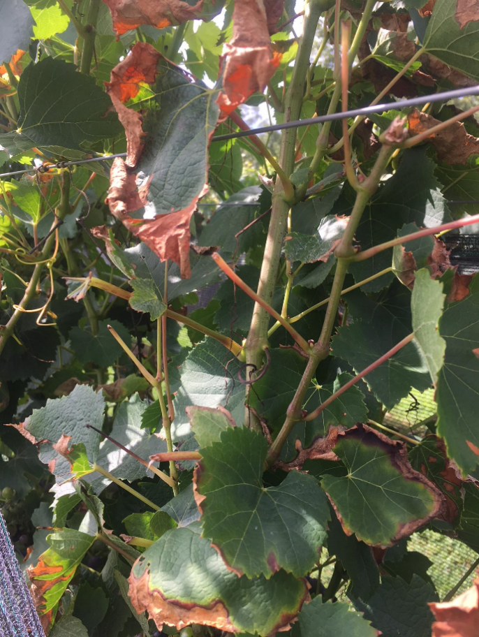Browning on leaves