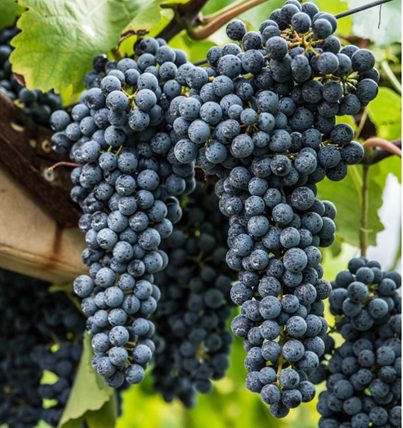 Lenoir grapes