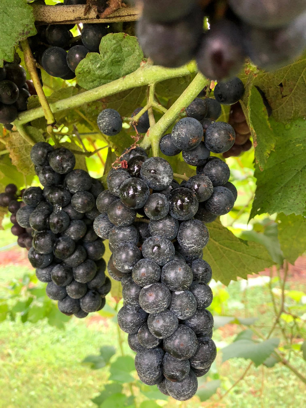 Lomanto grapes