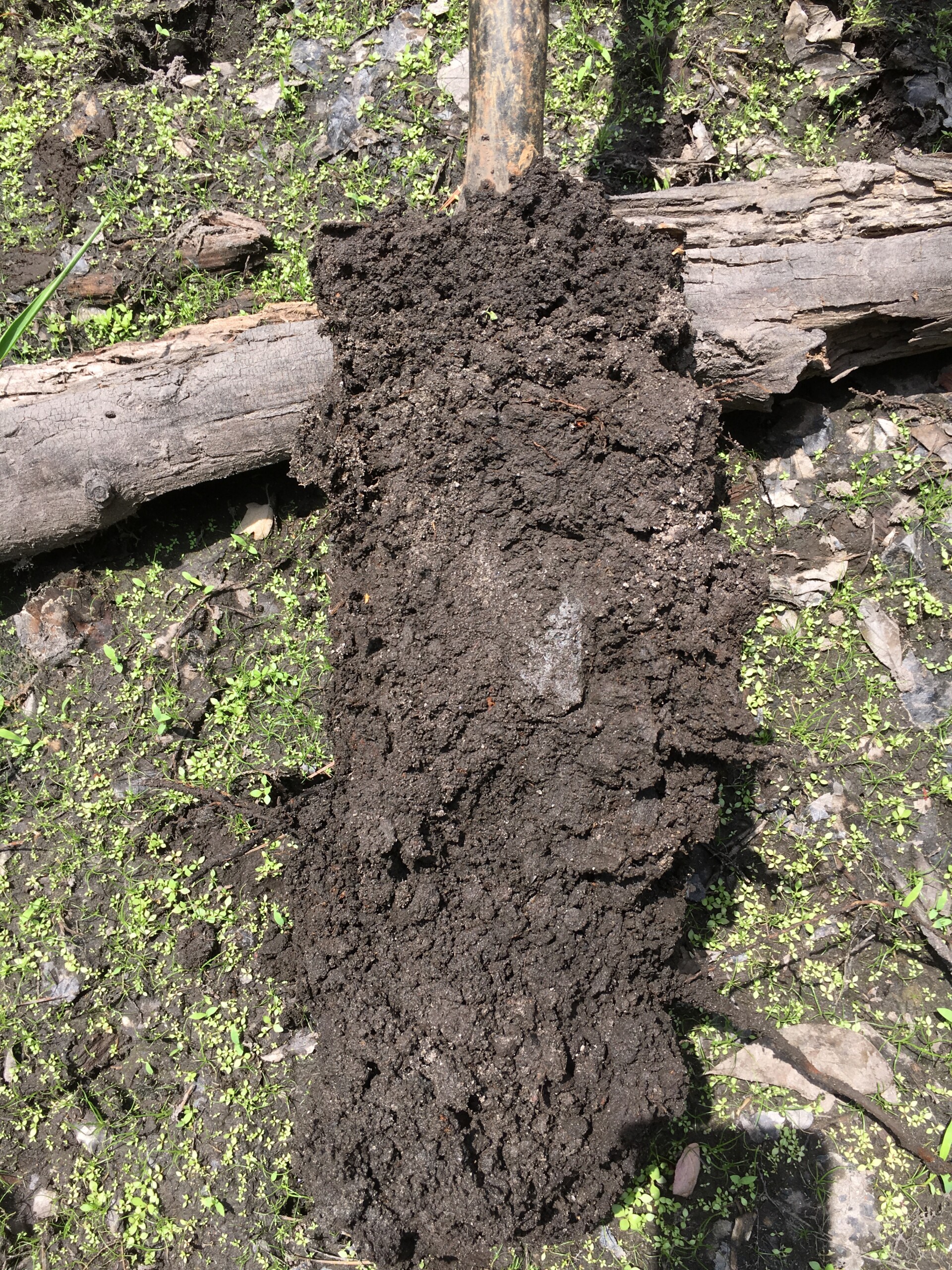 Waterlogged wetland soil