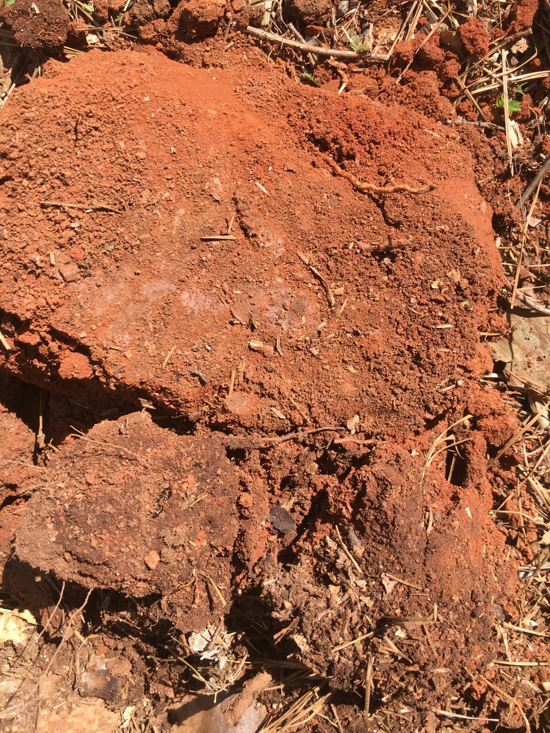 oxygenated upland Georgia soil
