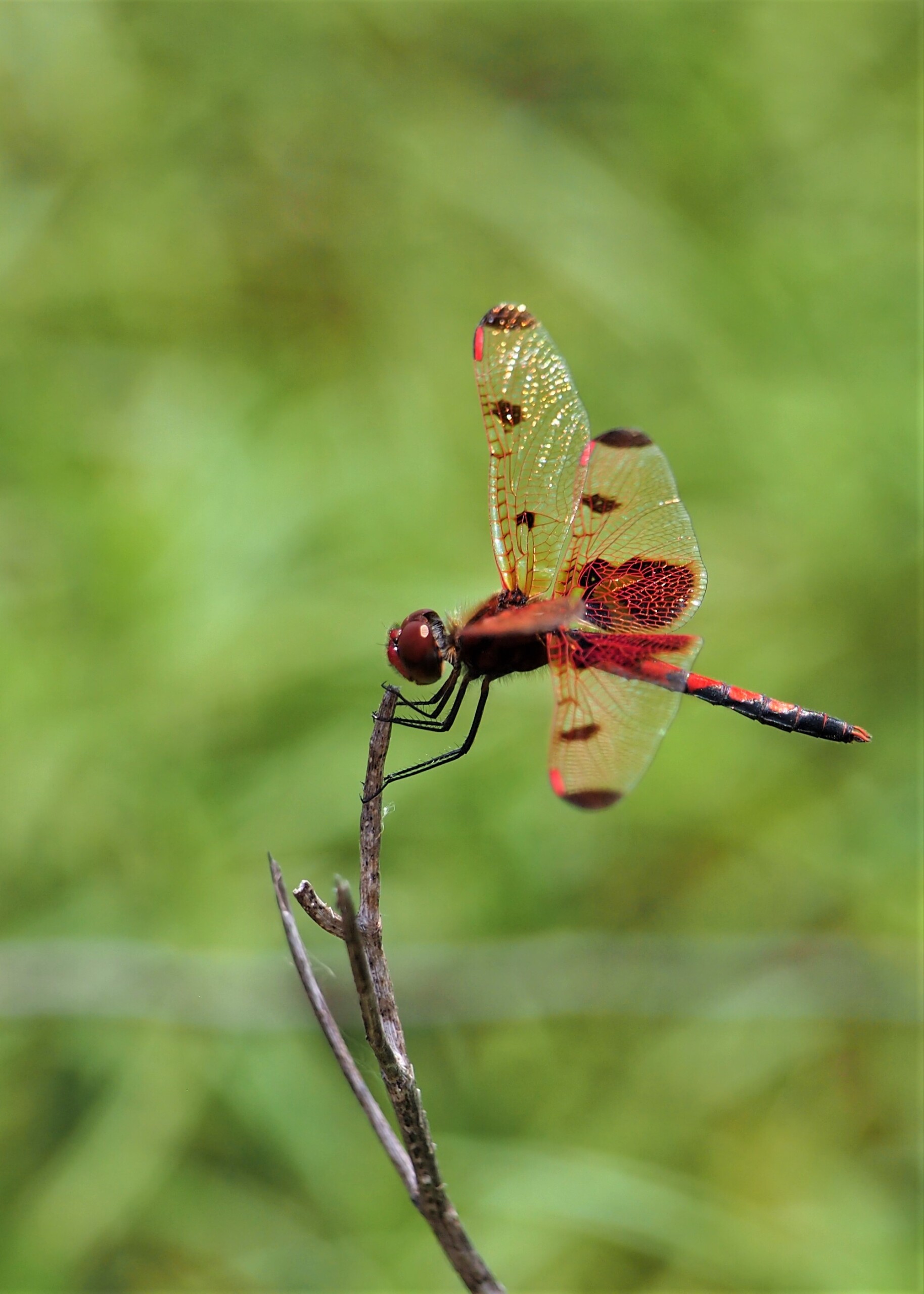 Red dragonfly