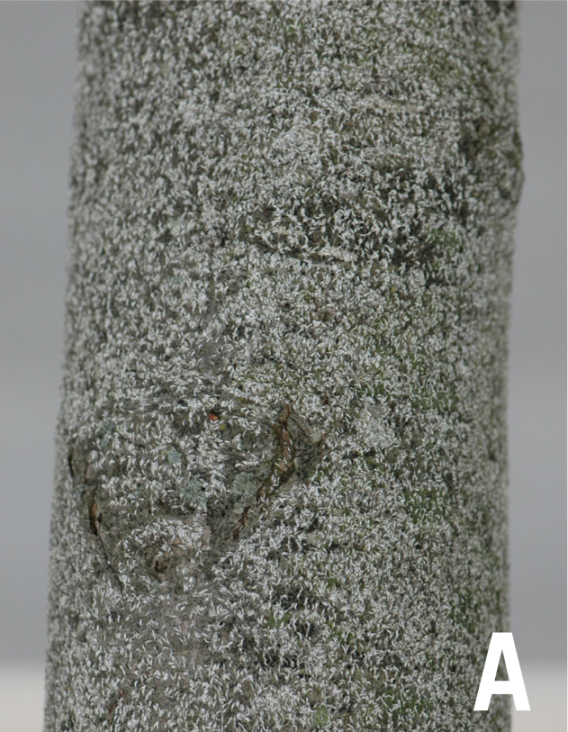 Japanese maple scale infestation on a tree trunk