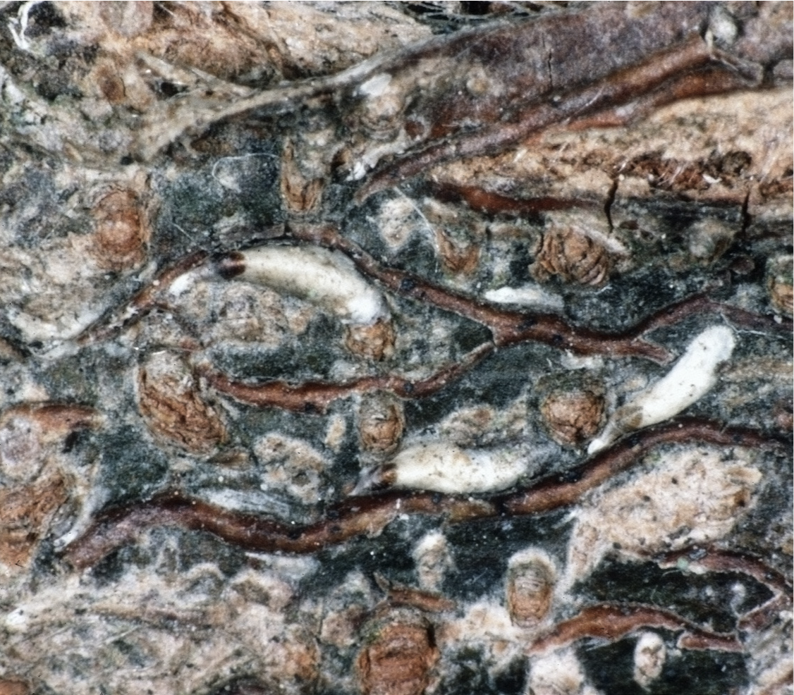 Close-up of Japanese maple bark with bark scales mimicking the pattern on the bark