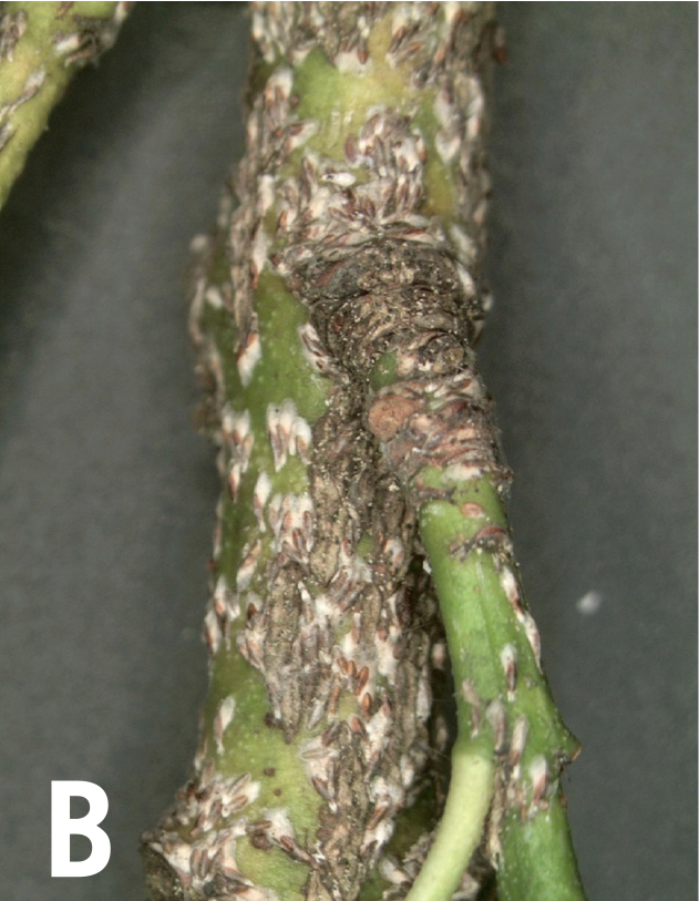 Japanese maple scale infestation on branches