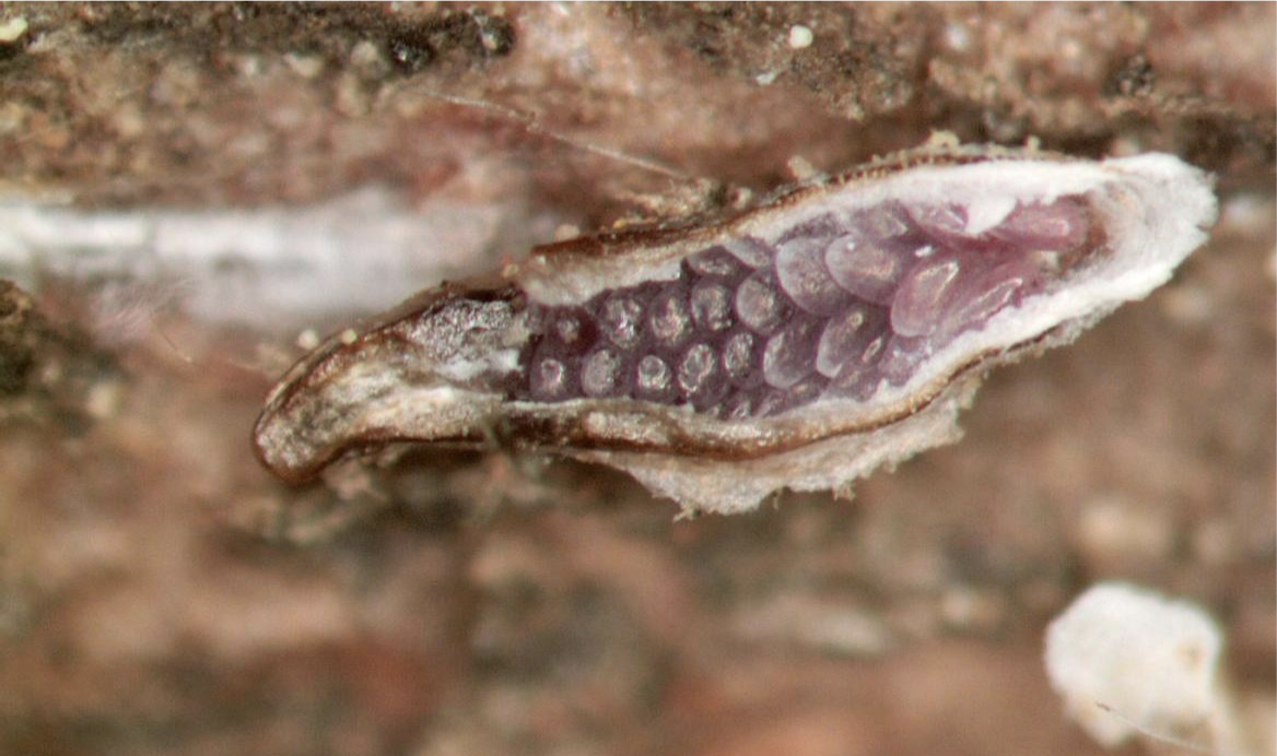 Female Japanese maple scale with purple eggs