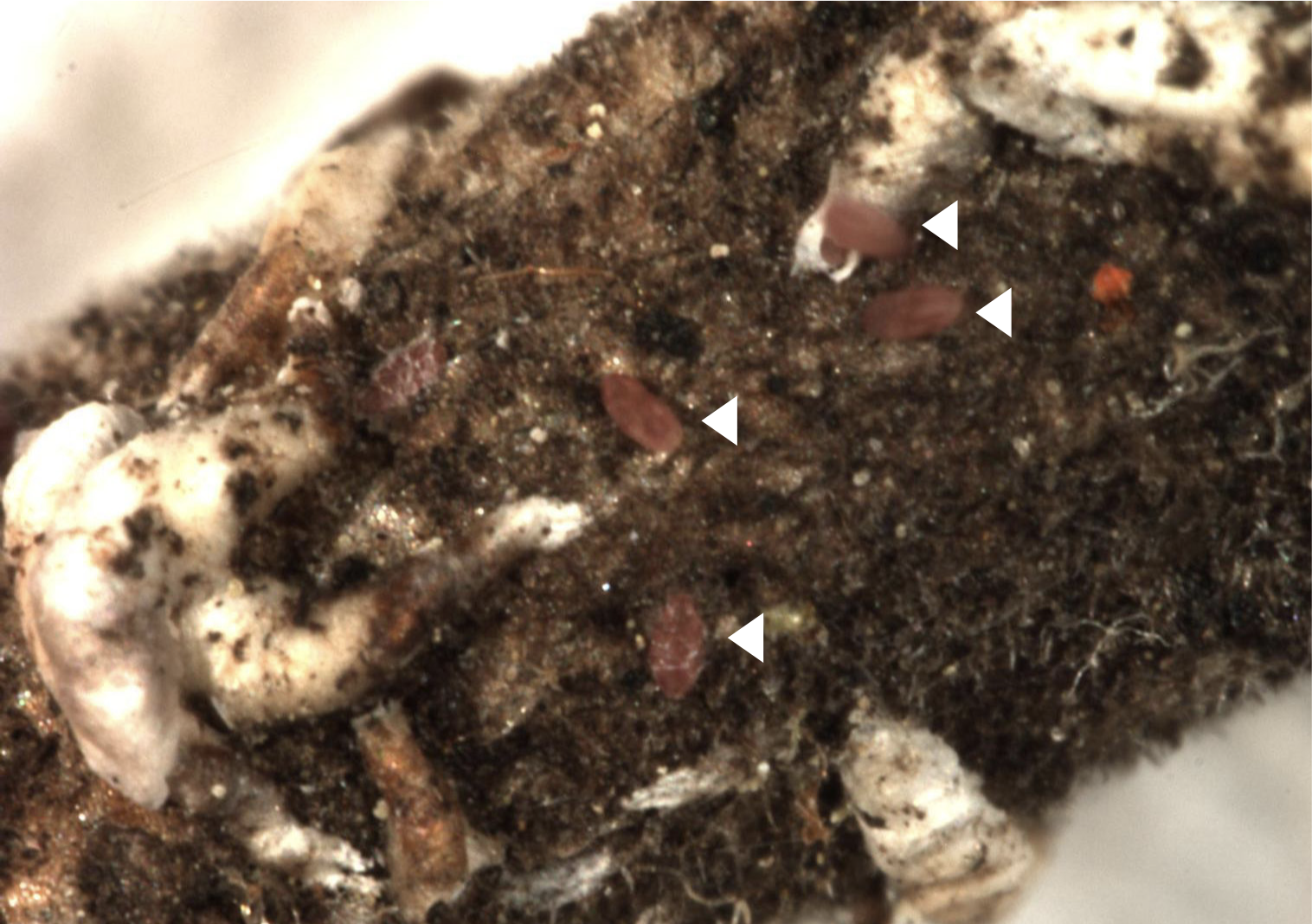 Close-up of purple-colored Japanese maple scale crawlers