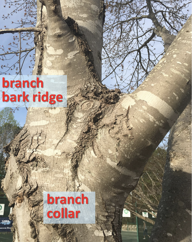 Fork between branches in a tree with branch bark ridge and branch collar labeled