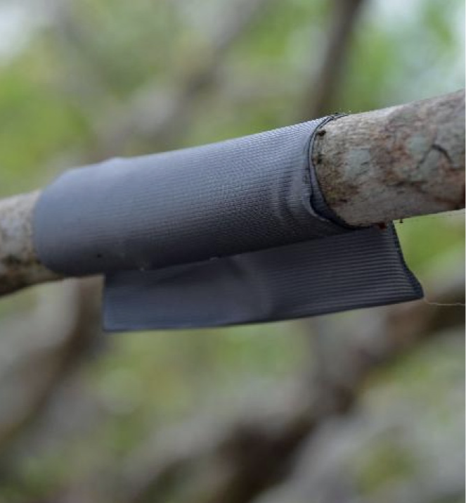 Sticky tape wrapped around a tree branch