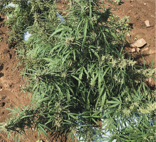 Autoflowering hemp cultivar grown using flowers