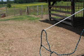 Halter hanging from a show stick.