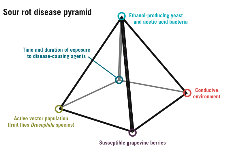 3-D pyramid shape with each point labeled with a factor contributing to sour rot disease.