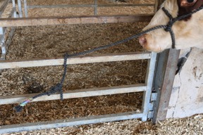 Calf in a halter showing the halter tied to a rung on a gate