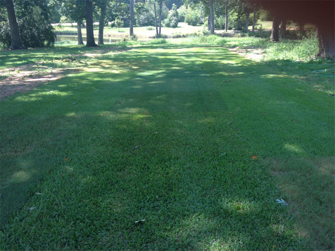 Shaded field of grass
