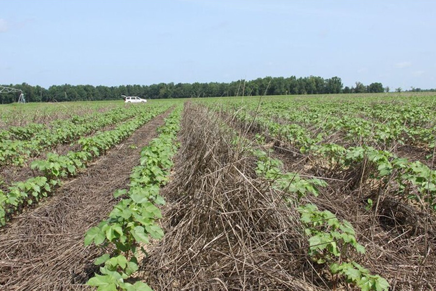 Cotton planted over a rye cover crop.