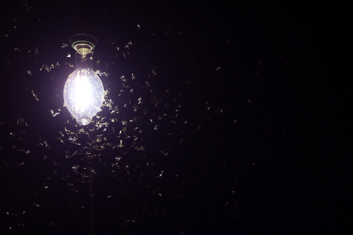 Bugs swarming around a light bulb at night.