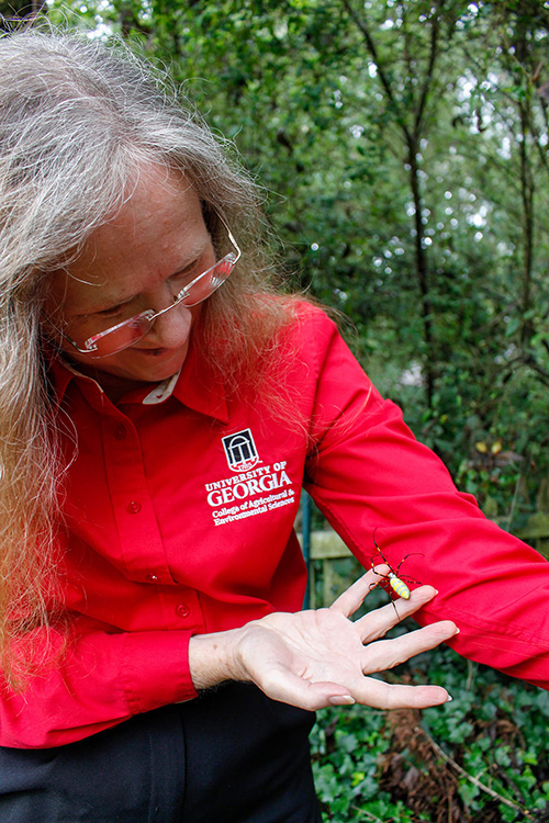 Nancy Hinkle interacts with adult female Joro spiders, which she says provide "free pest control."