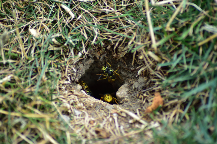Yellow jackets leaving an underground nest