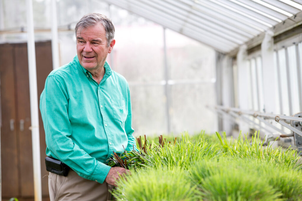 Wayne Hanna, a faculty member at UGA's Tifton Campus, developed a line of citrus trees designed for domestic growth.