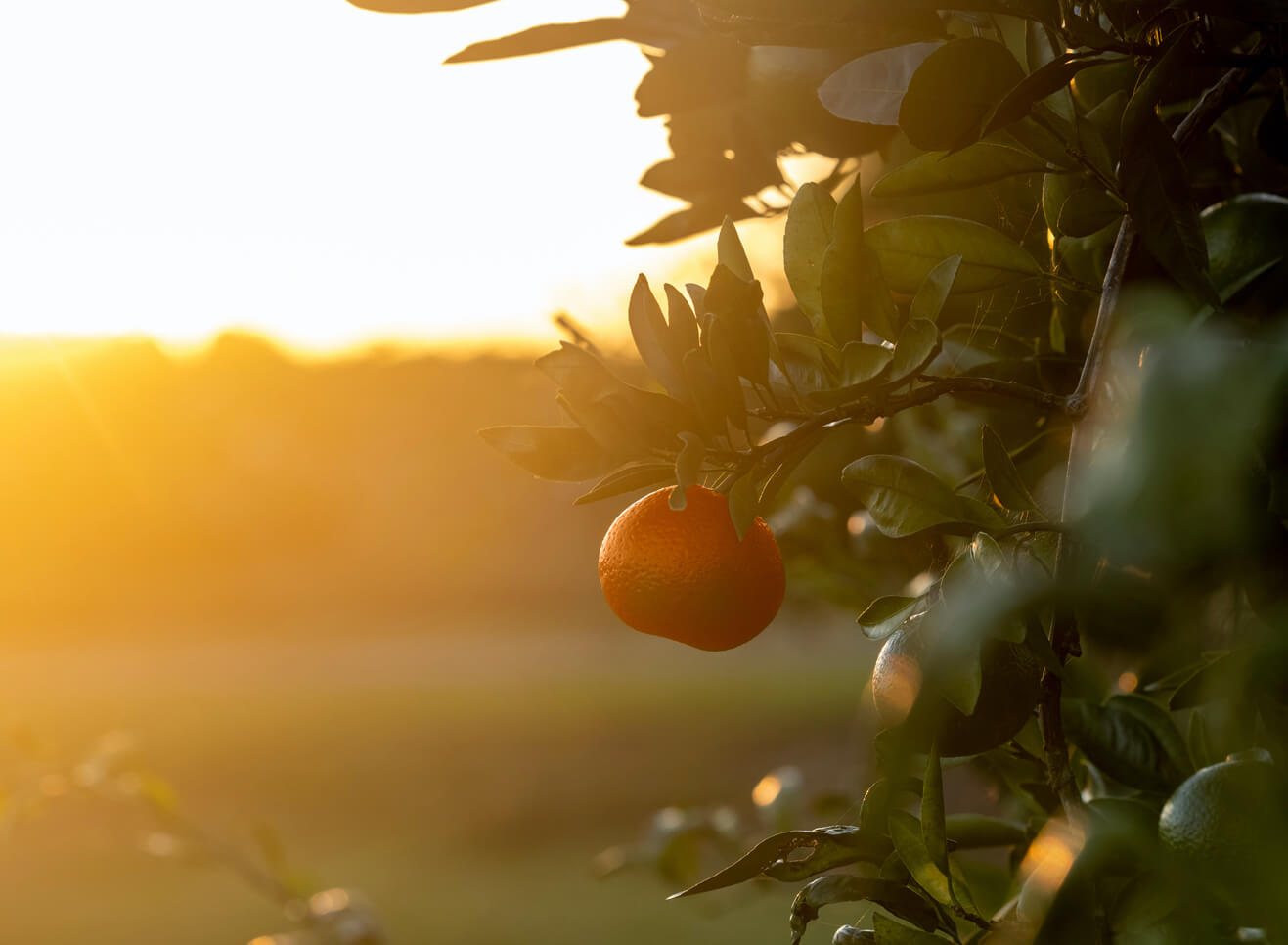 Satsuma orange tree against a glowing landscape