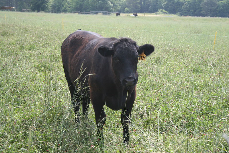 A cow with a tagged ear stands in a pasture looking on