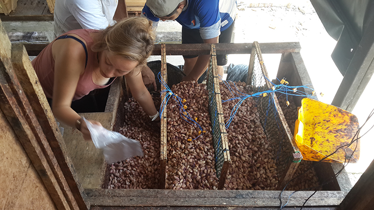Cacao fermentation processing in Ecuador.