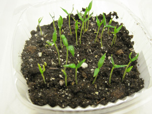 Seeds germinating in seed beds, with leafy stems sprouting from soil