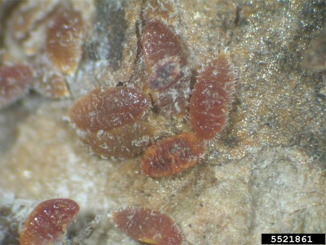 Crape myrtle bark scale nymphs, reddish translucent bugs with reduced body forms.