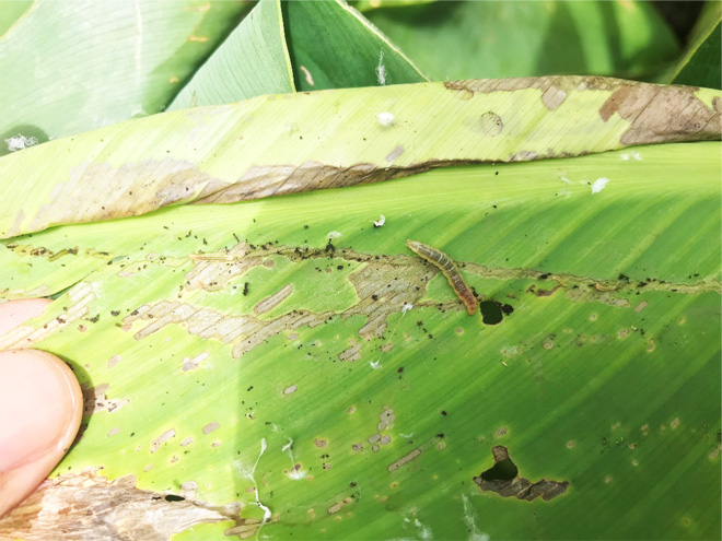 Leaf with a larger canna leafroller caterpillar and damage from its feeding.