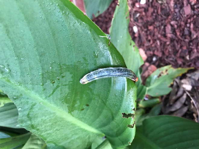 Leaf with a larger canna leafroller caterpillar on it.