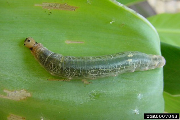 Leaf with a larger canna leafroller caterpillar on it.