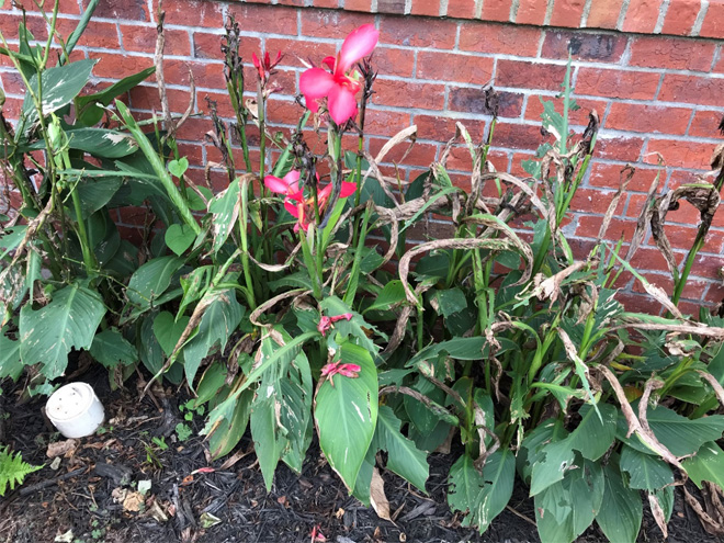 Flowering plants damaged by larger canna leafroller feeding