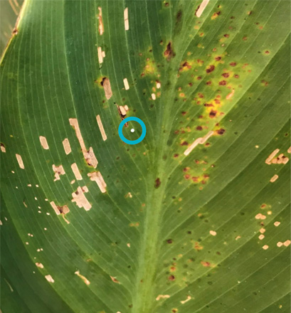 Leaf with a larger canna leafroller egg, which is a round white egg. The egg is circled.
