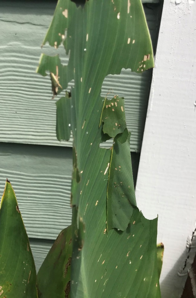 Damaged and torn leaf