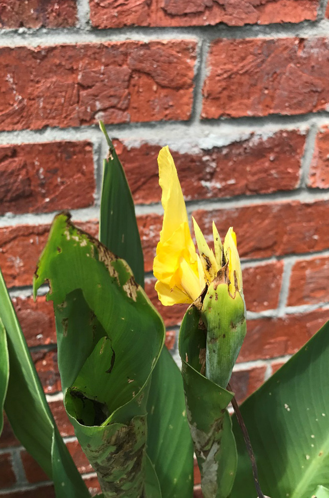 Damaged leaves rolled up