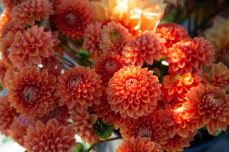 A bouquet of orange Dahlia flowers