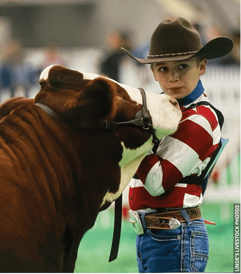 Winning big: Lady Mae, shown by 12-year-old Jace Smith, won Supreme Grand Champion as best in breed at a national competition last summer.