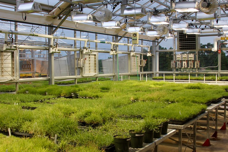 Sod prices, such as for bermudagrasses like those developed by UGA turfgrass breeders, are higher this year for homeowners and industry.