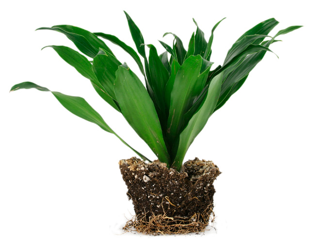 Leafy plant in pot-shaped soil. The root ball tangles at the bottom of the soil.
