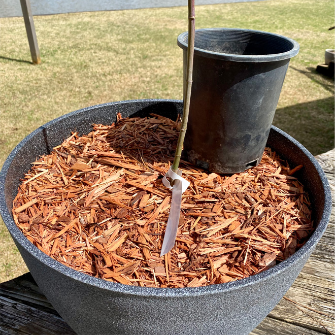 Potted plant with a layer of mulch over the soil.