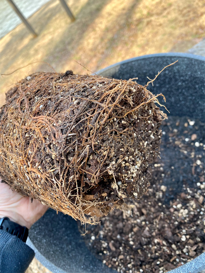 Plant with dense, tangled roots.