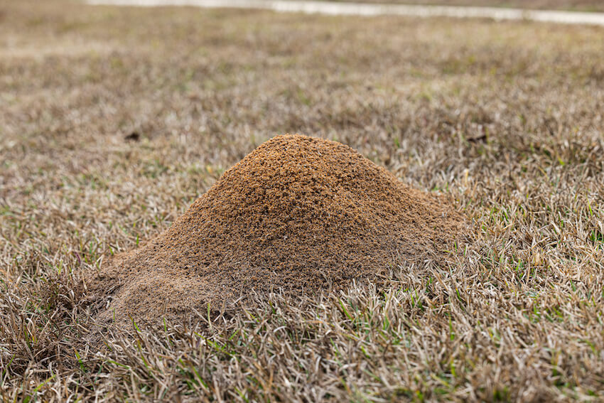 Large red fire ant pile in the grass in the yard in the winter.