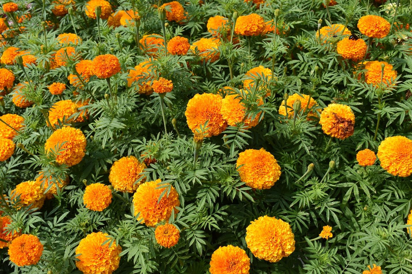 Upcoming open houses at the UGA Trial Gardens offers a sneak peek at this year's trial varieties. Pictured is the ‘Sumati Orange’ Marigold from AmeriSeed, the 2021 Classic City Awards Grand Finale Award winner.